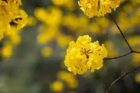 藏不住了！安溪黄花风铃木开花啦！图片