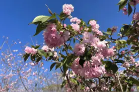 赏花季节到！这里早樱、中樱、晚樱都开啦图片