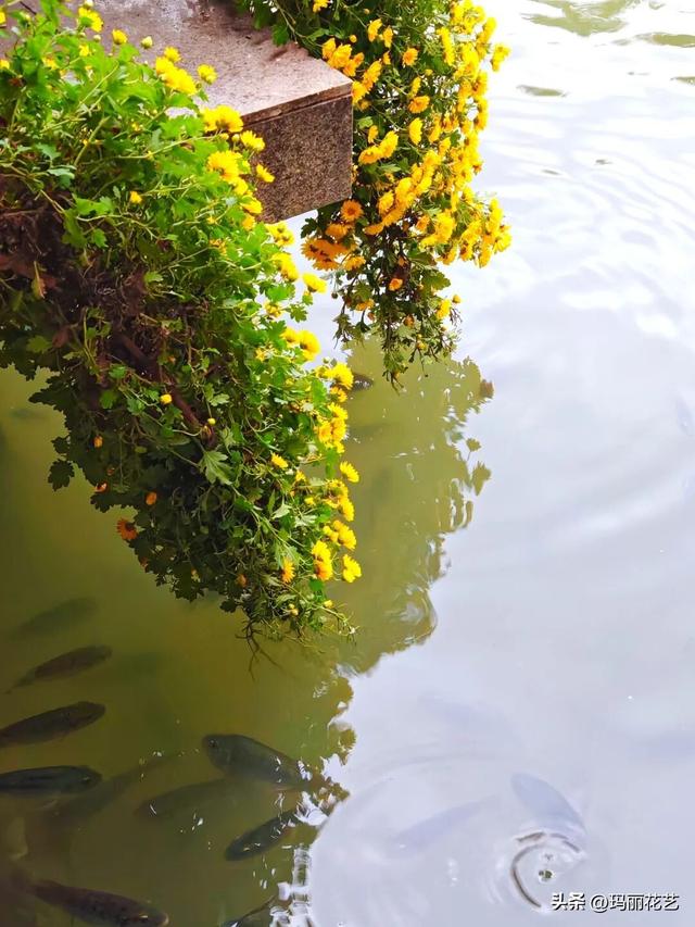 不一样的美！西湖菊展，姿态独特的悬崖菊
