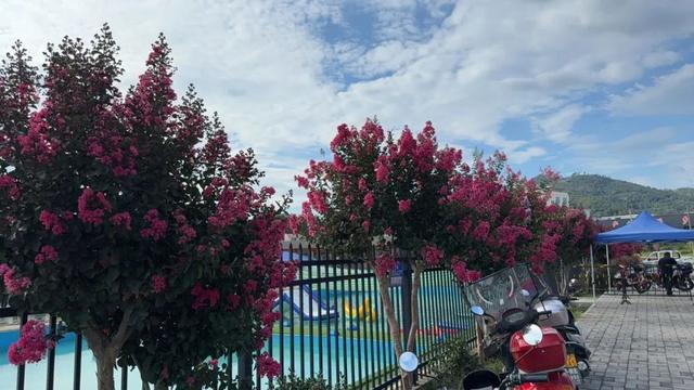 麻城超浪漫的盛夏花海，快来打卡！