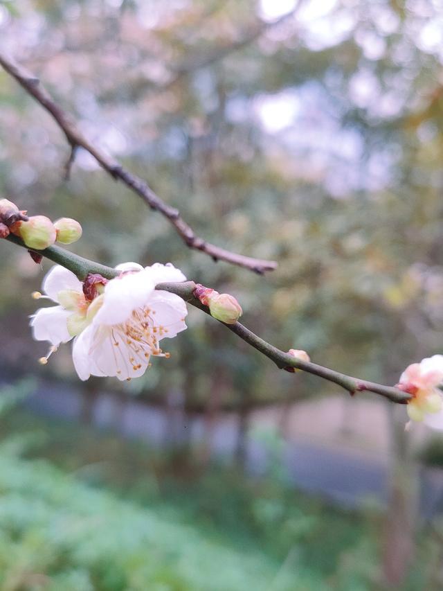 南宁石门公园梅花开成冬日限定的“雪”