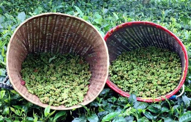 【铸牢中华民族共同体意识】绿春乡村旅居蝶变:边境小城用生态与文化解锁“远方”