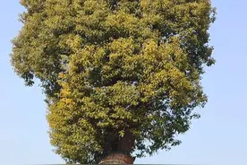 世界著名五大珍贵树种之：香樟树图片