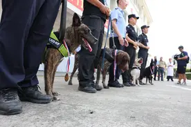 上海警犬哪家强？搜爆、巡逻、辨认血迹……13条“警汪”同场竞技！图片