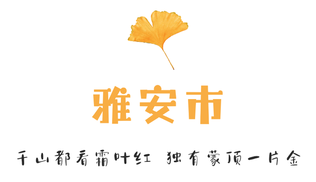 【美丽四川】一年一度朋友圈银杏比美时刻又来了！