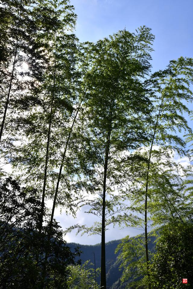 赤水四洞沟瀑布