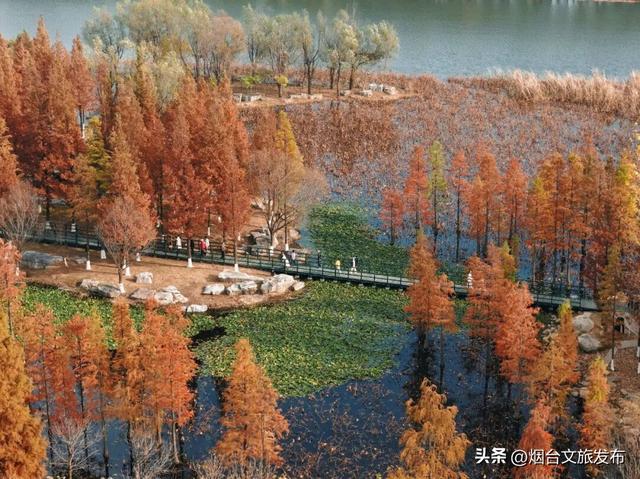 【乐游烟台】目测要火！烟台这座小城最近好看得离谱