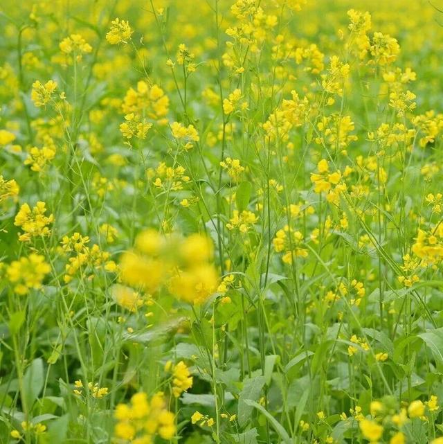 屏山中都万亩花海焕新颜 静待八方游客来