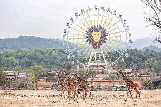 中国第一大主题公园运营商，游客量8717万人次全球第二，长隆第七