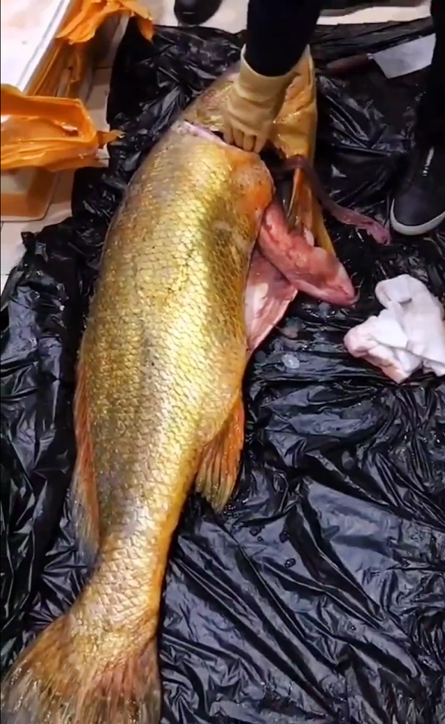 还没拆线能吃花胶吗 还没拆线能吃花胶吗有影响吗