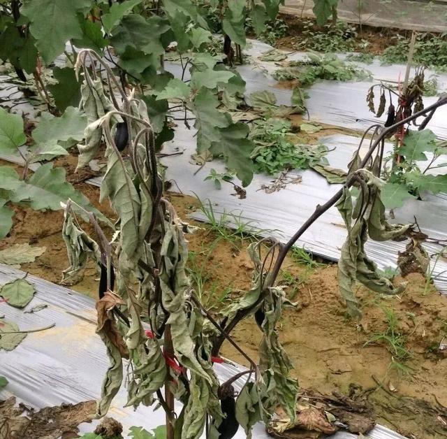 茄子别急着拔！老农教我留根过冬，来年提前30天结果吃不完