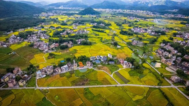 多彩阳山·每日一景｜芙蓉风光好