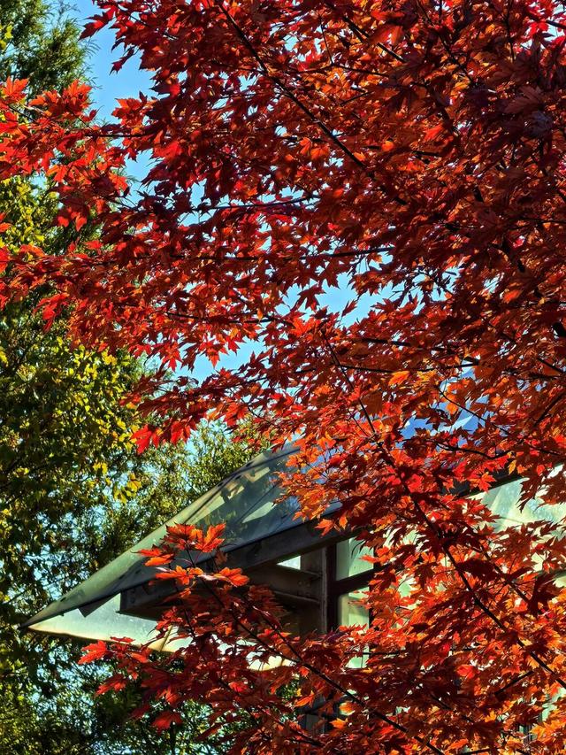 谁懂啊？这里的红枫，才是秋日“天花板”！