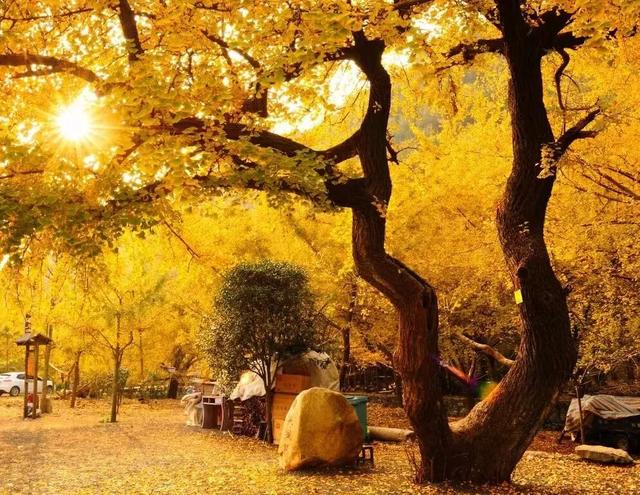 接下来的安陆，含“金”量超标！