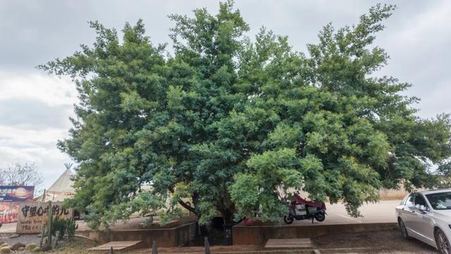 昆明市区冬樱花树下连猪都能自由奔跑的世外桃源