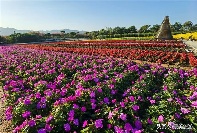 国庆邀约佛山卡玛花世界：在诗词花海中寻觅秋日情绪价值