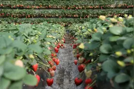 丹东草莓，真相来了图片