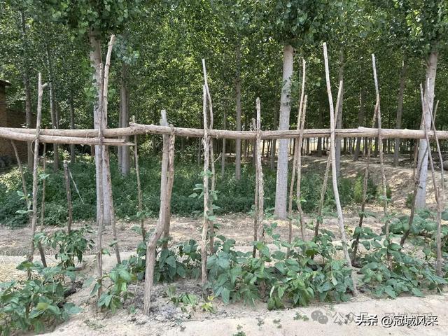 冠县乡韵·柳林镇三里屯村