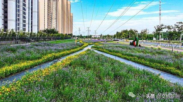 双节畅游新洲 | 粉的、紫的、金黄的…...新洲花海美成秋天童话！国庆假期来打卡~