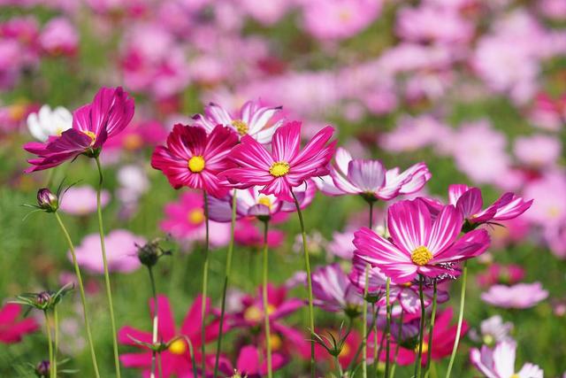 情感爆文：爱是信任，不是占有，是心心念念的彼此牵挂