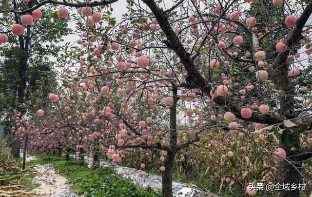 自驾豫西山区，寻找河南最好吃的苹果，吃货必追的寻味线路