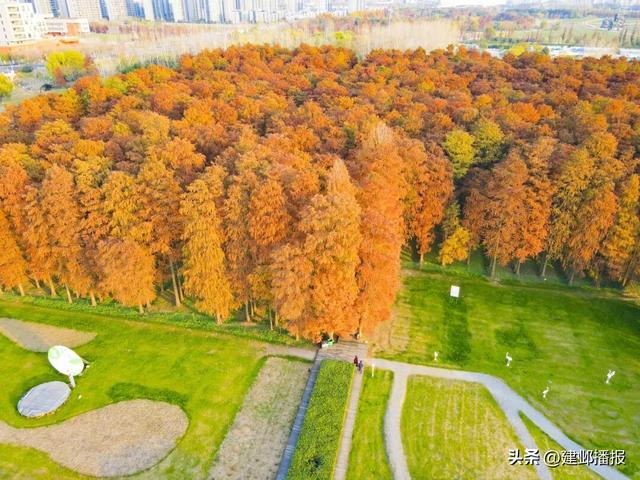 江心洲池杉林，红了