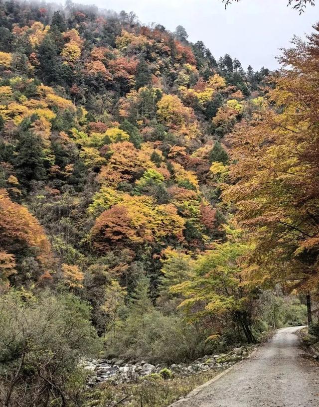 【美丽四川】秋日唐家河，闯入触手可及的油画世界‖柳红樱