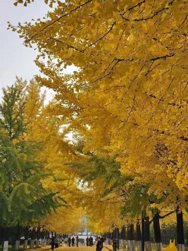 满目金黄，来杨凌赴一场“鎏金之约”！