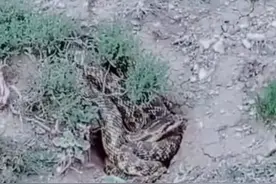 四川雅安惊现神秘巨蛇！村民老刘与巨蟒不期而遇，真相令人惊叹！图片