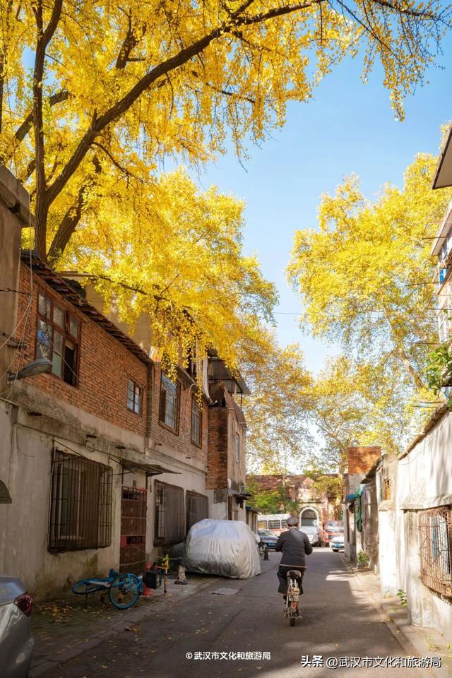 本周，武汉彩叶杀疯了！