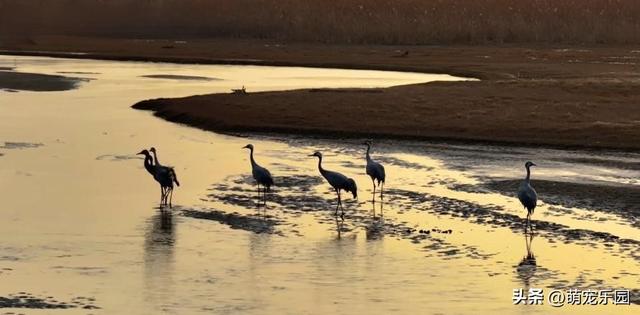 民丰县黄昏时分，尼雅河畔惊现灰鹤群，夕阳下美得让人窒息