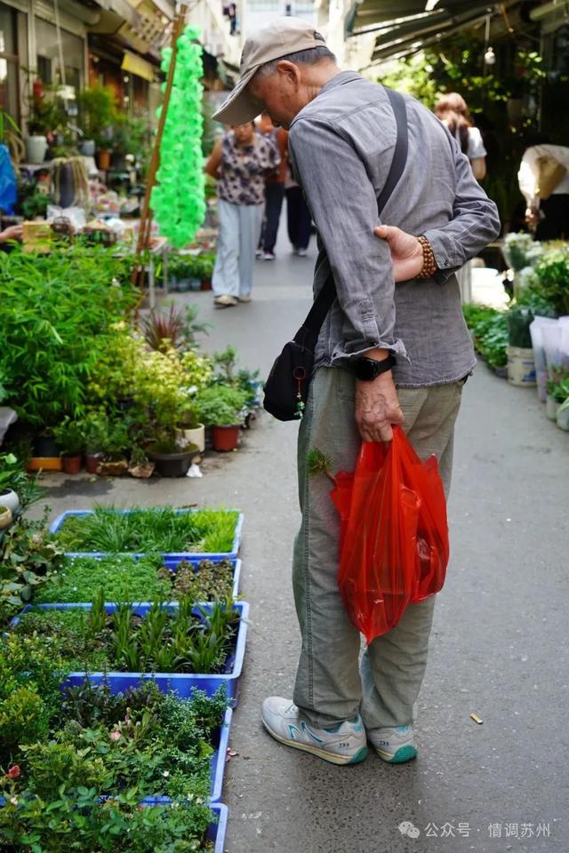 苏州花鸟市场里藏着滚滚红尘