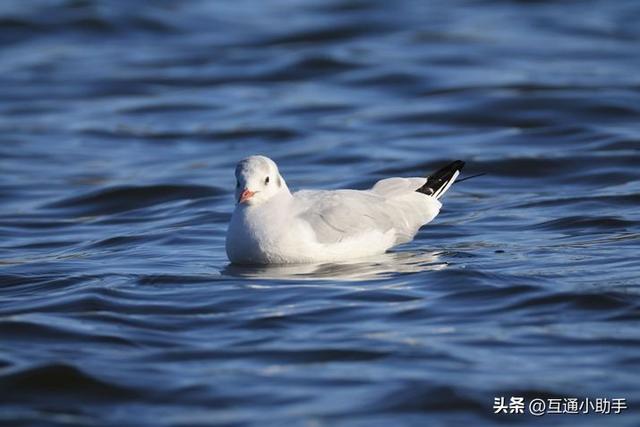 佳能RF200-800mm F6.3-9 IS USM评测！支持800mm焦距的自动对焦镜头