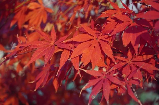 汉台的秋，真美....