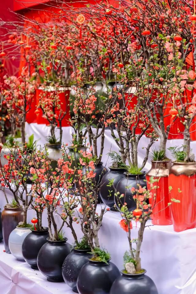 重磅！宝安迎春花市、新春花展要来啦！