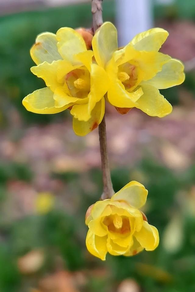 周末一日游 | 西安冬日8个免费赏腊梅好去处