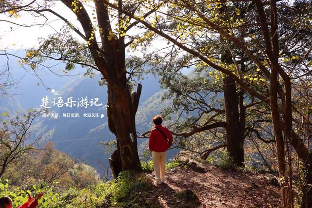 浙江宁波这片风景又火了，银杏林开始进入最佳观赏季，千万别错过