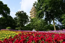 菊花、银杏、梧桐、红枫……一文带你看重庆主城赏秋好去处！图片