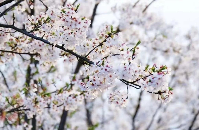 春游正当时！江西这5个绝美赏花地，用赣通卡ETC更划算