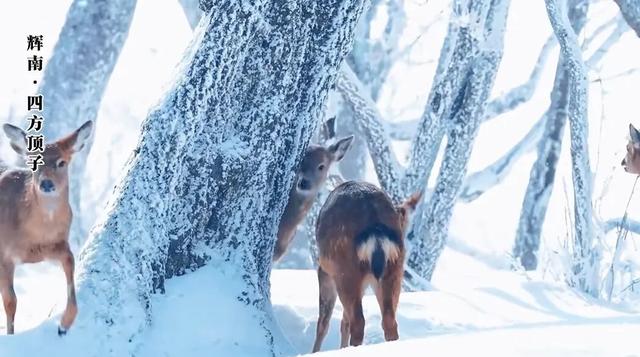 冰雪辉南，泼墨成画！这个冬天藏着你最向往的纯净浪漫