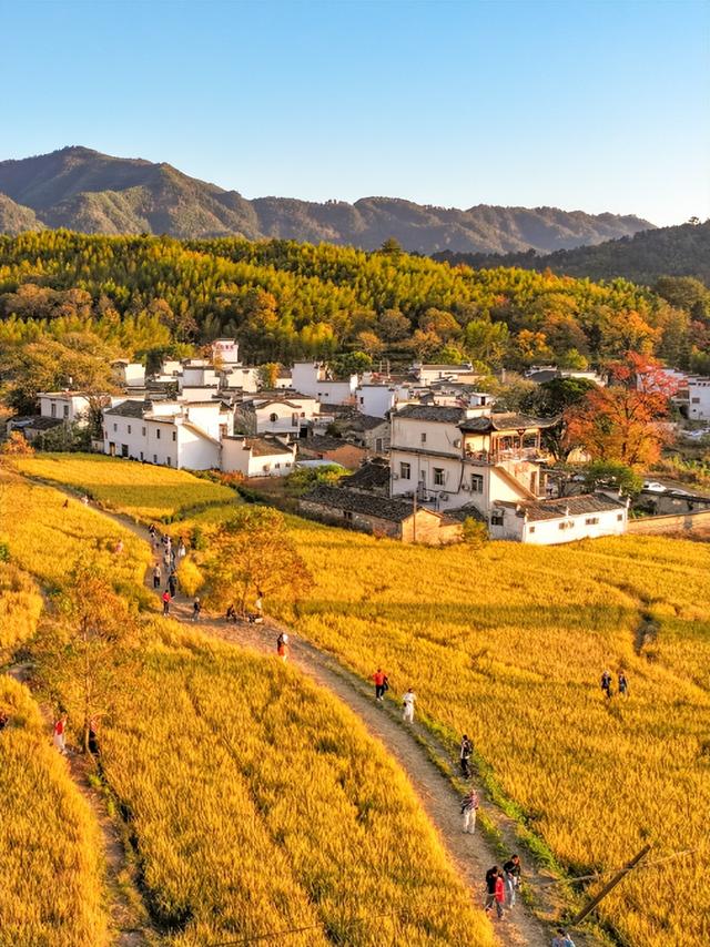 塔川秋色已上线！乌桕+民宿，等你来打卡~ | 皖美秋日