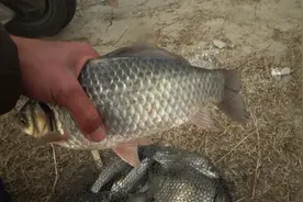 野钓鲫鱼，鱼钩不是越小越好，想钓大板鲫还得用大钩图片