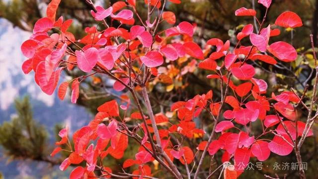 【视觉永济】红叶映云海 五老峰初冬盛景邀您打卡