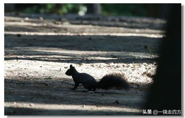 沈阳东陵郊野公园“精灵”出没