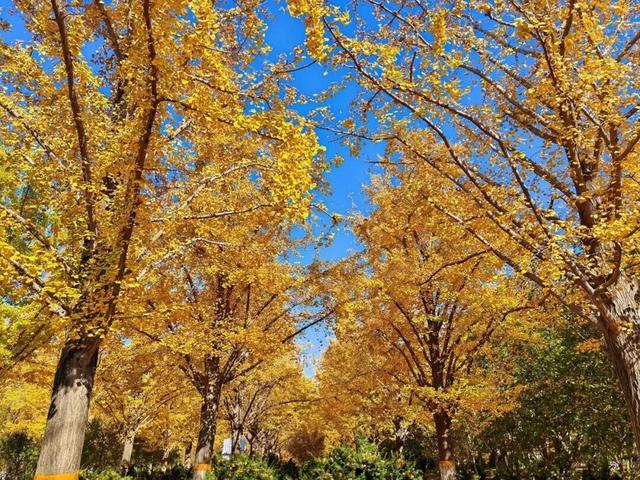 特别出片！潍城这里的“深秋限定”已到货，等你打卡