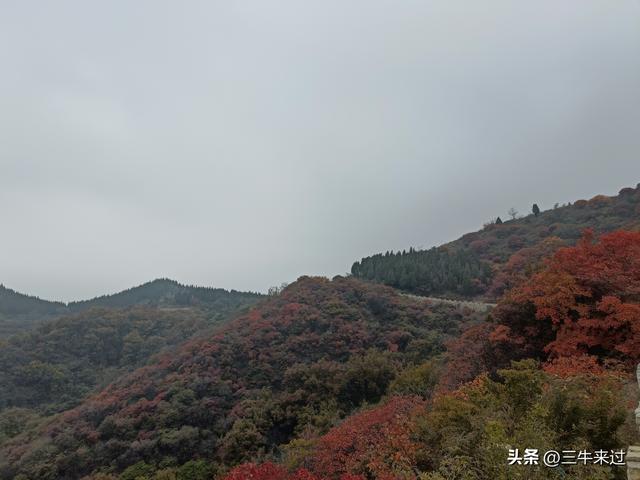 无为在歧路，柿岩之红叶