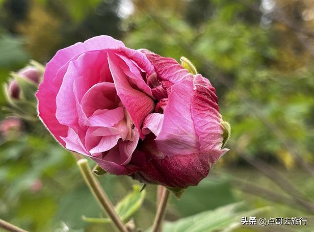 成都市区最大银杏林，金黄如海超壮观，不要门票，地铁公交直达！