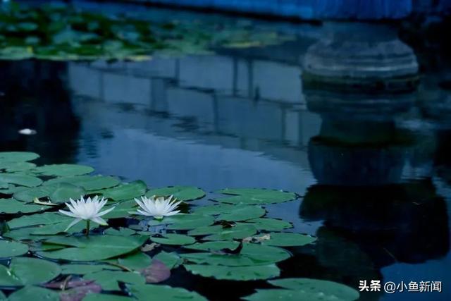 谁说夏天没花看？苏州园林偷偷美翻了！
