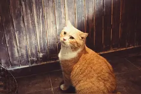 把猫送给别人它会难过吗？图片