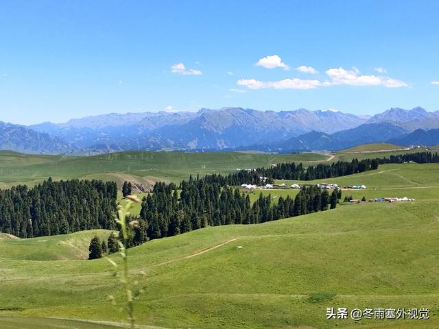 新疆江布拉克：森林草原麦田集结地